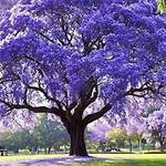 Aux Trompettes Violettes