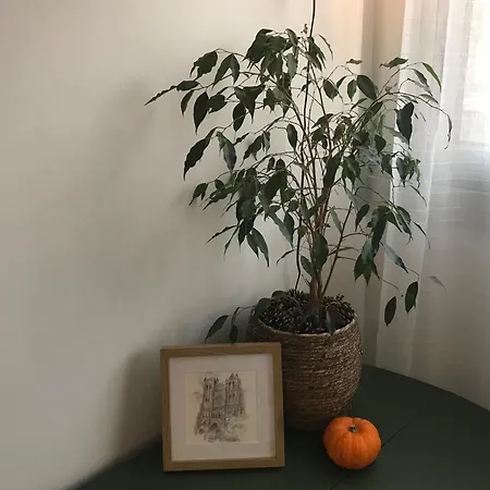 Appartement Aux Trompettes Violettes *