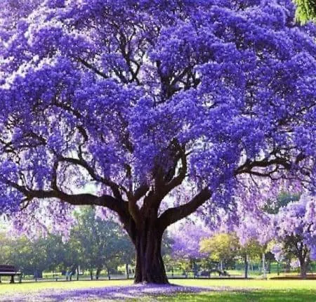 Aux Trompettes Violettes