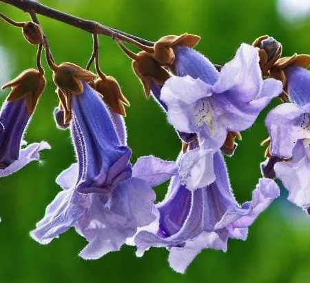 Appartement Aux Trompettes Violettes *