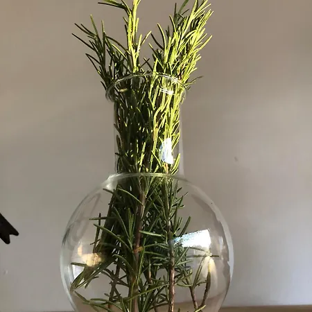 Appartement Aux Trompettes Violettes *